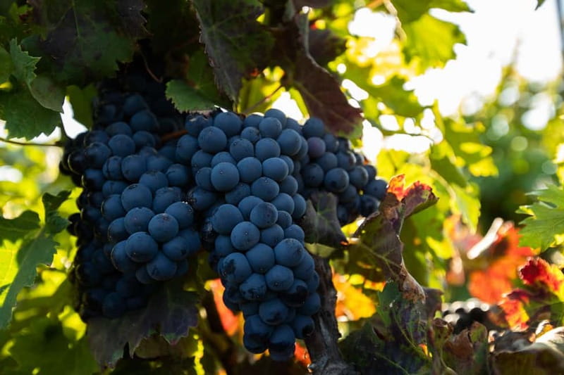 Fuerteventura: Tour & tasting at Conatvs Winery - Walking Among the Vines in Volcanic Soil