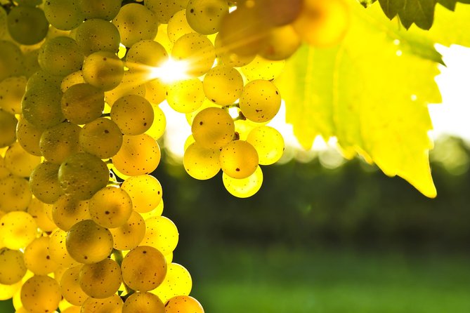 Full-Day Taste the Wines of Marlborough Tour - The short drives make the day feel relaxed