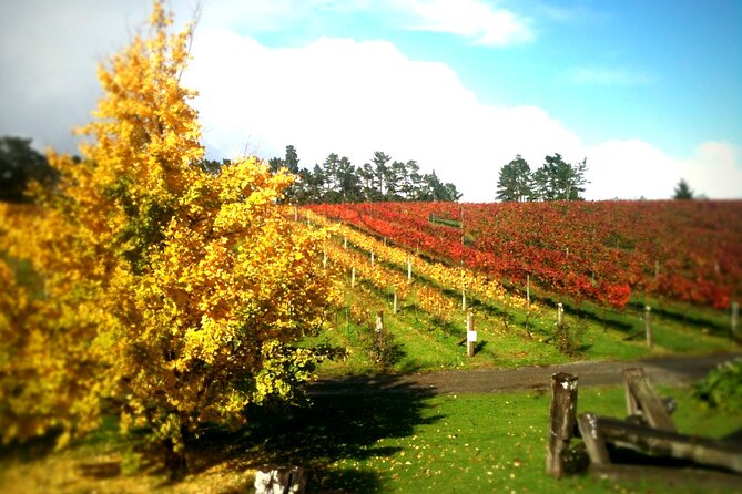 Full-Day Wine Tasting Tour in Auckland with 3-Course Vineyard Lunch - Soljans Estate: family history and a longer visit