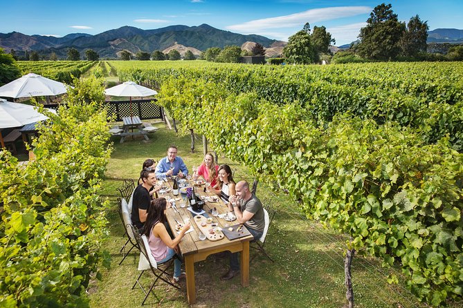 Full Day Winemakers Tour in Marlborough - Lawson’s Dry Hills starts the day with grapes and premium pours
