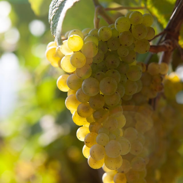 Getaria Txakoli wine tour from San Sebastian - Key points before you book