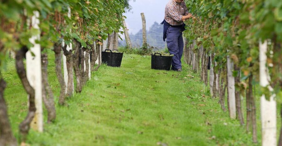 Getaria Txakoli wine tour from San Sebastian - Why txakoli belongs on your Basque Country itinerary