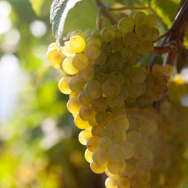 Getaria Txakoli wine tour from San Sebastian - Zarautz: a coastal introduction for 90 minutes