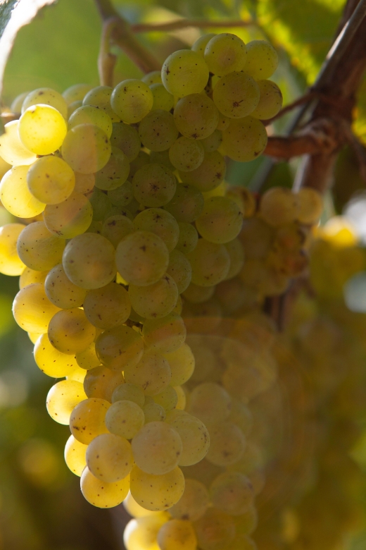 Getaria Txakoli wine tour from San Sebastian - Leaving San Sebastian in a private vehicle