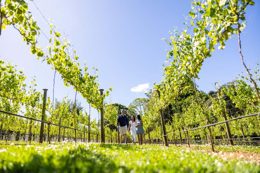 Gold Coast: Premium Wine Tour with Gourmet Lunch - Why Mount Tamborine works for a wine day