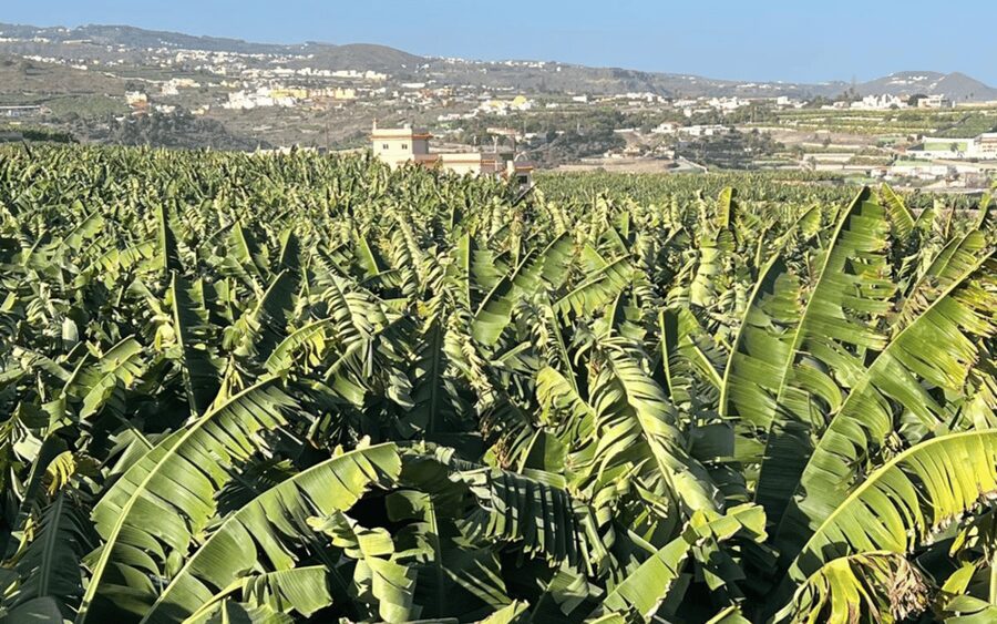 Gran Canaria: Rum, Wines and Banana Tour - What the $81 price really buys you