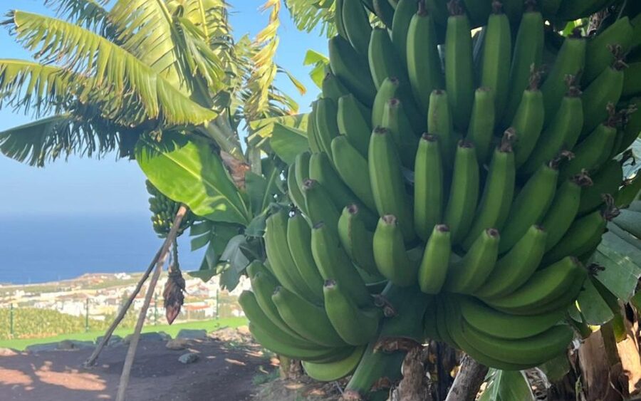 Gran Canaria: Rum, Wines and Banana Tour - The bus day: useful, comfortable, and sometimes long