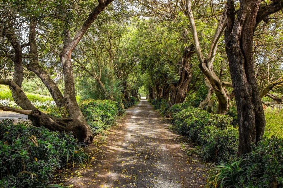 Gran Canaria: Winery Tour, Wine Museum, and Tasting - What Makes This Winery Visit Worth Your Time
