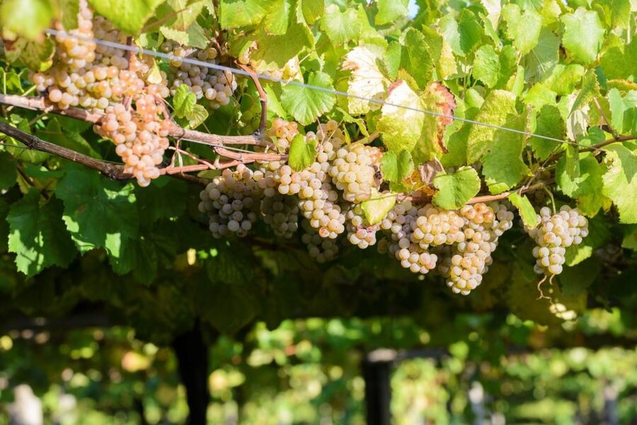 Granbazán Winery: Guided Tour and Wine Tasting - Four wines and a proper Galician bite