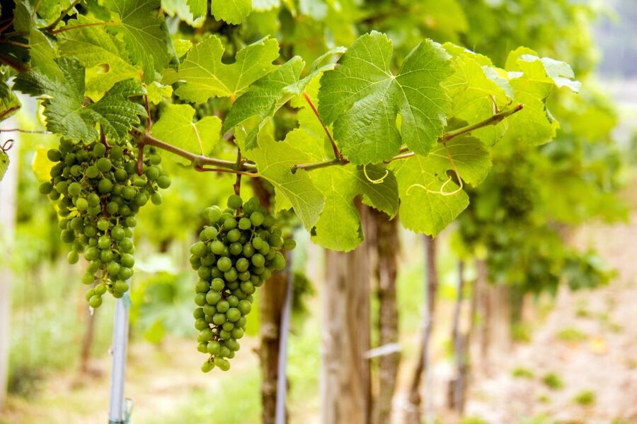 Grape Grazing: Wachau Valley Winery Biking Tour - Guides, Group Size, and the Feel of the Day