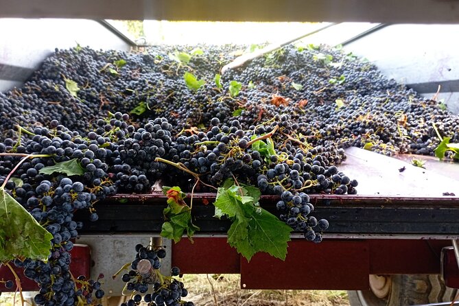 Greve in Chianti Wine Tasting and Winery Tour - Group Size, Pace, and Practical Comfort