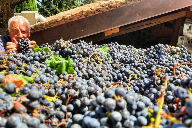 Greve in Chianti Wine Tasting and Winery Tour - Learning About Maurizio’s Family Winery
