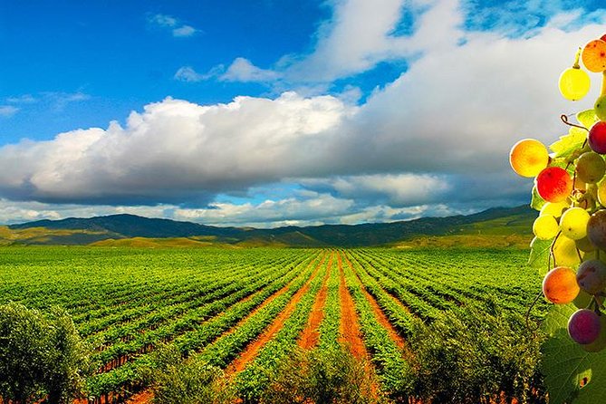 Guadalupe Valley Wine Route Tour in Baja California - Key things to know before you book