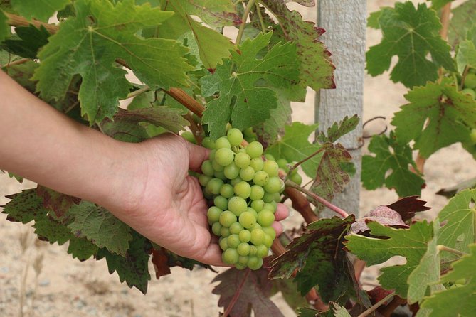 Guadalupe Valley Wine Route Tour in Baja California - Wine tasting costs and what your $110.39 covers