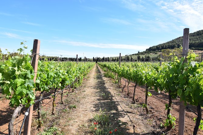 Guided Wine and Olive oil tasting - Five wines, or possibly four, with Sardinian food
