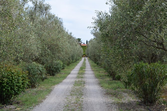 Guided Wine and Olive oil tasting - Finishing with extra-virgin olive oil