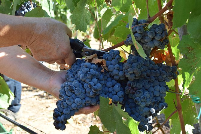 Guided Wine and Olive oil tasting - Who should book this tasting?