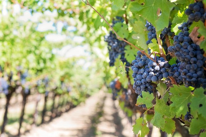 Half-Day Stellenbosch Winelands Tour from Cape Town - The first estate: wine, cheese, and a proper tasting