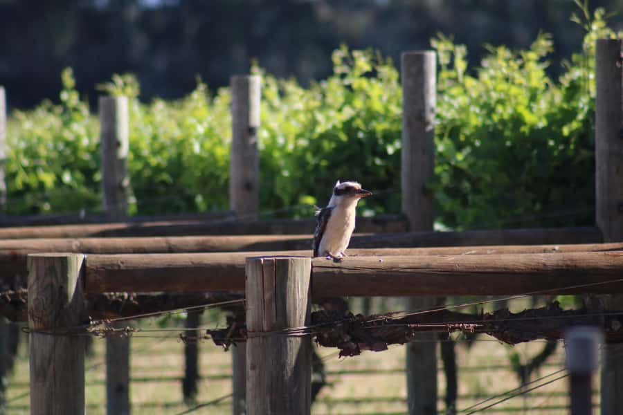 Half day Wine and Sights Discovery Tour Busselton - Local gourmet stops beyond the cellar door