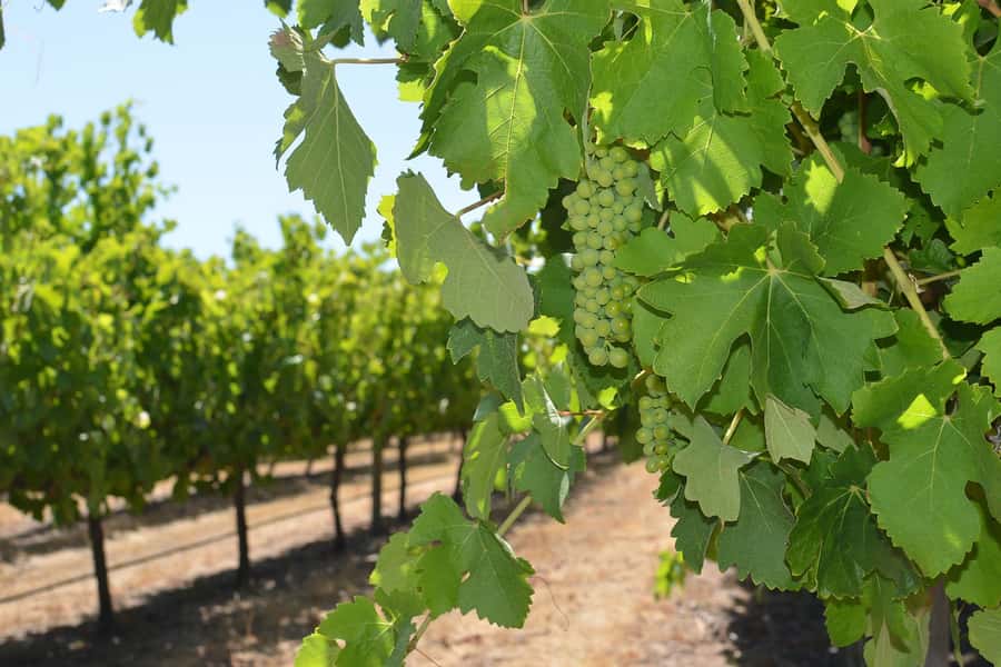 Half day Wine and Sights Discovery Tour Busselton - Two wineries, with enough time to taste