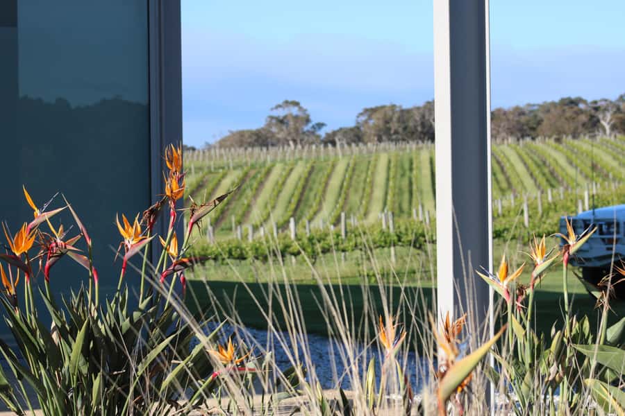 Half day Wine and Sights Discovery Tour Busselton - Cape Naturaliste: the scenic heart of the outing