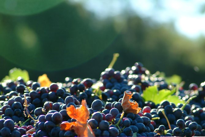 Half day Wine Tour in Côtes de Provence Sainte-Victoire from Aix en Provence - What you will taste in Provence