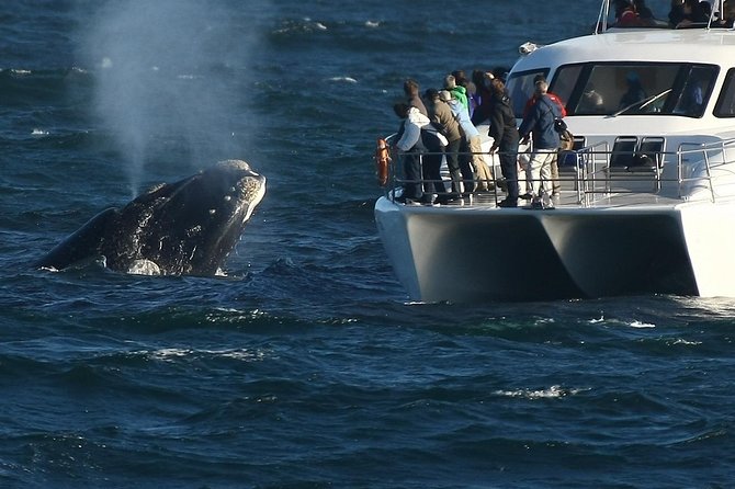 Hermanus Whale Watching Shared Boat Trip and Private Wine Tour from Cape Town - Why Hermanus is worth the early start
