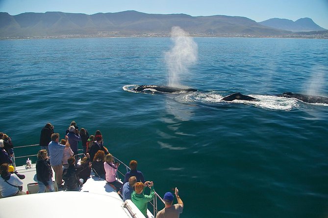 Hermanus Whale Watching Shared Boat Trip and Private Wine Tour from Cape Town - New Harbour and the two to three hour whale trip