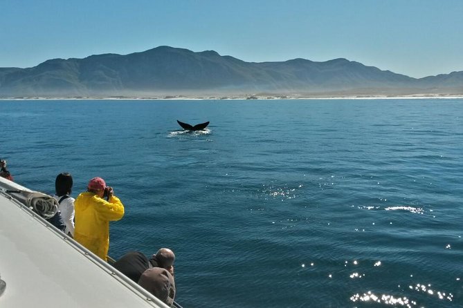 Hermanus Whale Watching Shared Boat Trip and Private Wine Tour from Cape Town - What the private format really gives you