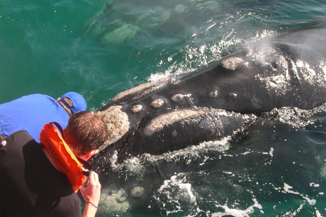 Hermanus Whale Watching Shared Boat Trip and Private Wine Tour from Cape Town - Weather, cancellations, and realistic expectations