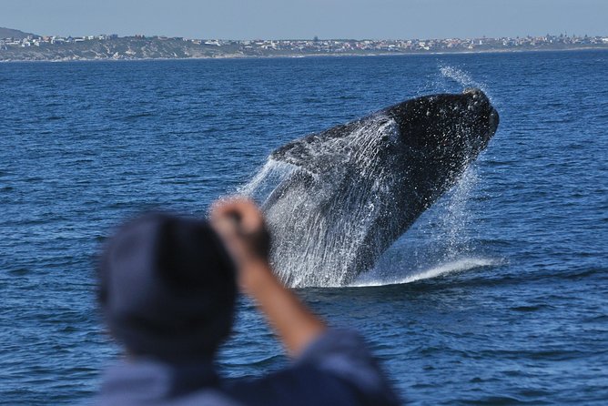 Hermanus Whale Watching Shared Boat Trip and Private Wine Tour from Cape Town - Wine in Hemel-en-Aarde and the cost of lunch
