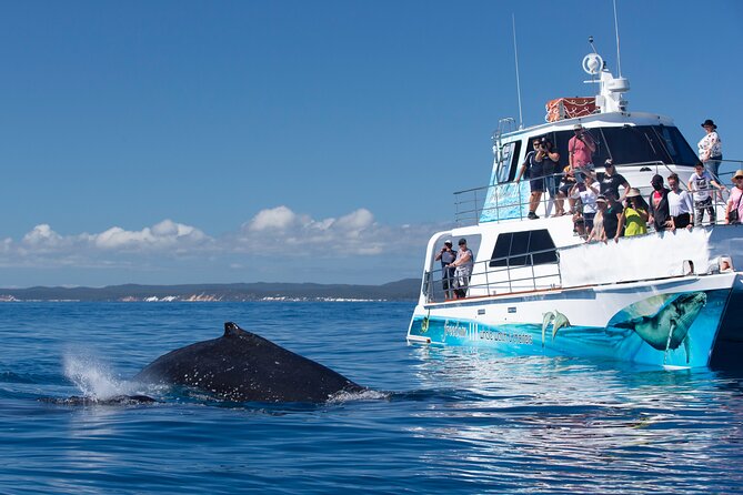 Hervey Bay Champagne Sunset Sail - Wildlife can add a memorable turn