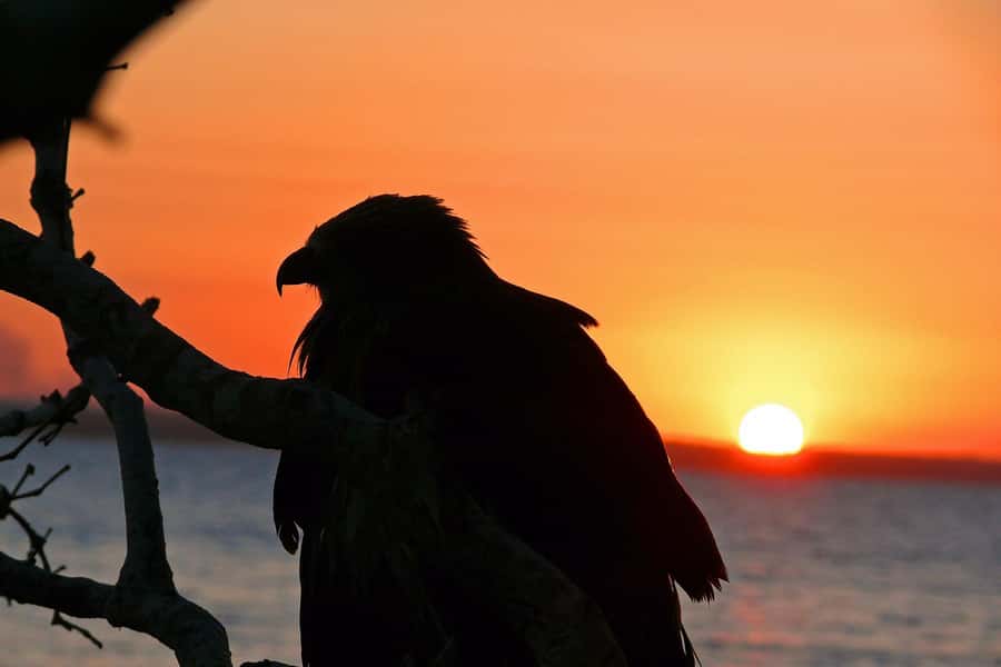 Hervey Bay: Relaxing Sunset Cruise with Champagne and Prawns - A gentle cruise across the Great Sandy Marine Park