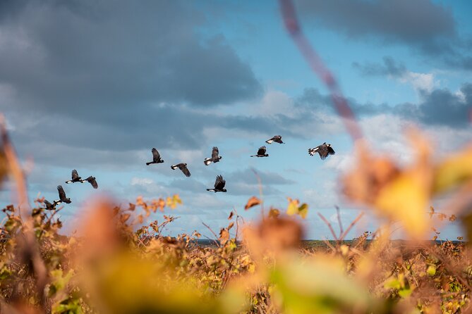 Hidden Gems: Boutique Full-Day Wine, Farm & Lunch Tour - Gracetown gives the day a coastal pause