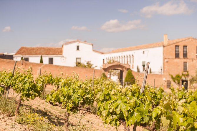 High-End Vineyard Escape: Cava, Tapas & Wine | Private Tour - Comfort, walking, and seasonal details