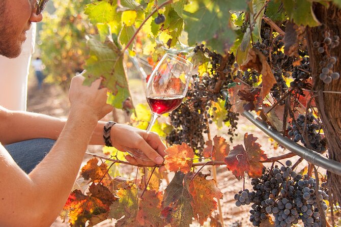 High-End Vineyard Escape: Cava, Tapas & Wine | Private Tour - Ca n’Estella and the family behind the cava