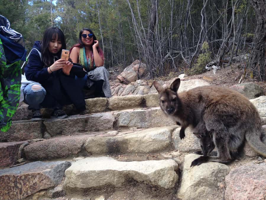 Hobart: Wineglass Bay & Freycinet National Park Active Tour - The beach option and the important choice you make