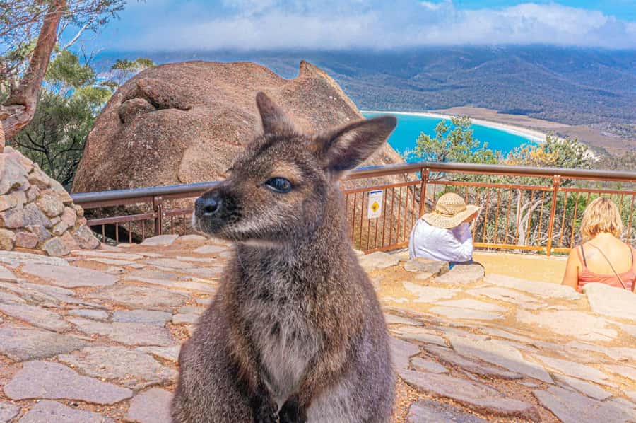 Hobart: Wineglass Bay, Freycinet Park, and Richmond Tour - Why this full-day trip makes sense from Hobart