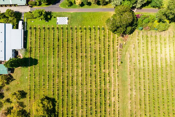 Hop on Hop off Wine tasting tour to Tamborine Mountain - Guides can make or break the day