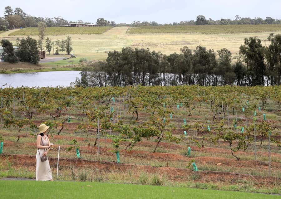 Hunter Valley: Wine, Chocolate and Lunch All Inclusive Tour - Lunch and tasting at 4 Pines at the Farm