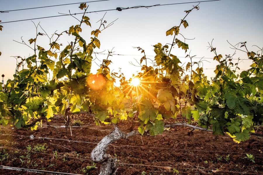 Hunter Valley: Wine Tour with 3 Tastings and Garden Lunch - Key points to know before booking
