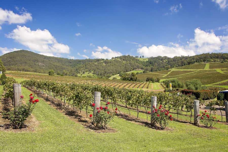 Hunter Valley: Wine Tour with 3 Tastings and Garden Lunch - What $166 represents in practical value