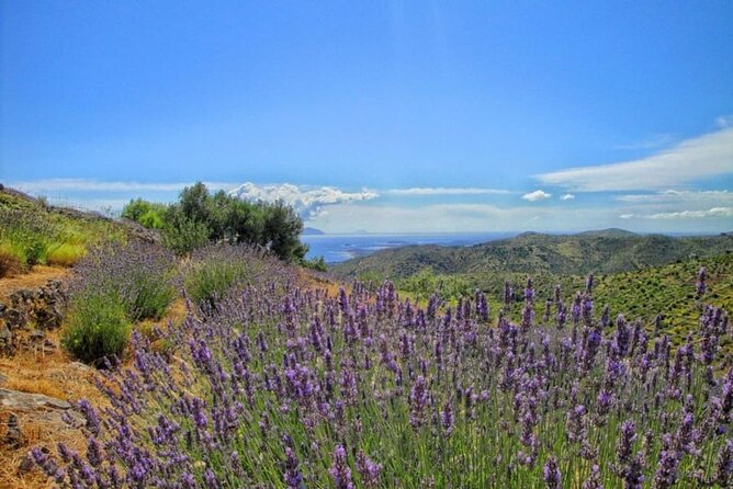 Hvar: Island tour with Wine and Olive Oil Tasting - Why this Hvar tour is worth considering