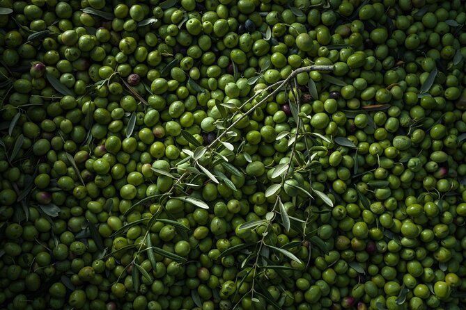 Hvar: Island tour with Wine and Olive Oil Tasting - Timing, comfort, and practical value