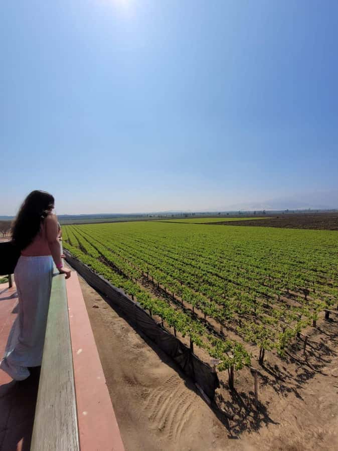 ICA: Pisco and Wine Route with tasting in 03 Wineries - Hacienda Tacama: start with the story of pisco