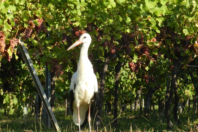 ICONICS Tour: 1/2 day on the Wine Route, visit of 2 Villages + Tasting. - Who should book this tour?