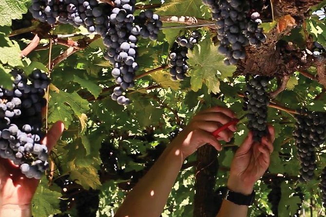 Jolimont Winery Tour - Visitation and Tasting - Canela RS - Starting with Jolimont’s history and production