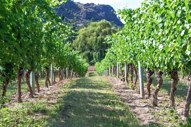 Kelowna or West Kelowna Afternoon Sightseeing Wine Tour - Who should book this wine tour?