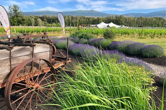 Kelowna Wine Tour by E-bike, Okanagan Valley Views and Lunch - Five things worth knowing before you book