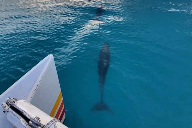Key West Sunset Sail: Dolphin Watching, Wine, and Tapas - Leaving Key West Historic Seaport at 205 Elizabeth Street